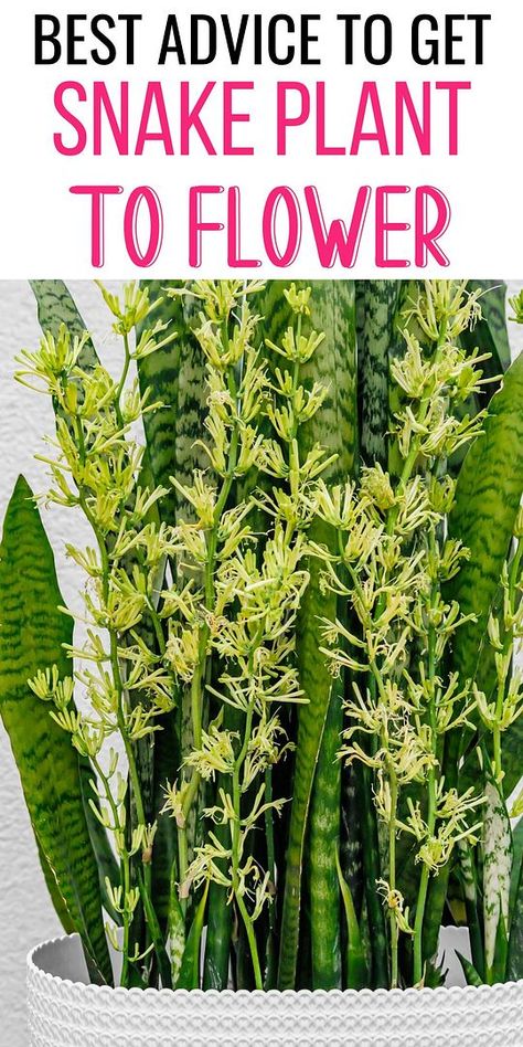 Discover the ultimate guide on how to get a snake plant to bloom. Learn key care tips to transform your Sansevieria Trifasciata into a fragrant, flowering spectacle within your indoor garden oasis. Snake Plant Indoor, Snake Plant Propagation, Water Plants Indoor, Snake Plant Care, Sansevieria Plant, Plant Tips, Sansevieria Trifasciata, Snake Plants, Household Plants