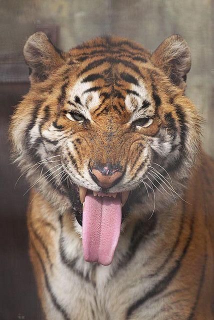 Bengal Tiger, A Tiger, Close Up, Kiss