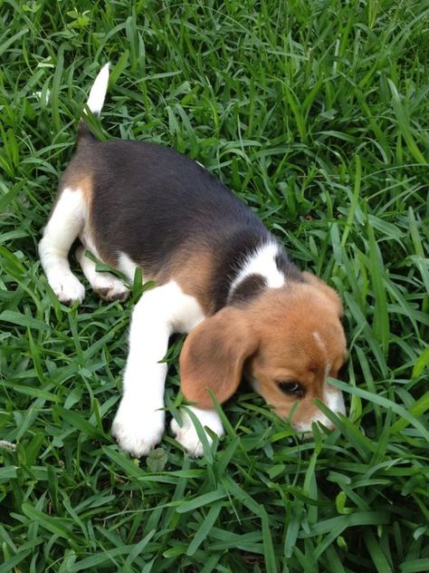 Beagle Dog Puppies, Types Of Bellies, Cute Dogs Images, Cute Beagles, Beagle Puppy, Beagle Dog, Retriever Puppy, Like Animals, Baby Puppies