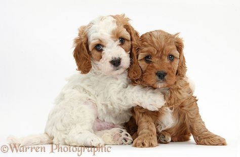 Photograph of Cute red and red-and-white Cavapoo puppies, 5 weeks old, hugging. Rights managed white background Dogs image. White Cavapoo, Puppy Hug, Puppies Cute, Cavapoo Puppies, Over The Edge, Cute Little Puppies, Kittens And Puppies, Dog Images, Little Puppies