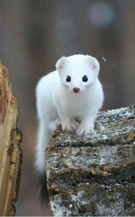 The stoat (Mustela erminea), also known as the ermine or short-tailed weasel, is a species of Mustelidae native to Eurasia and North America, distinguished from the least weasel by its larger size and longer tail with a prominent black tip. Regnul Animal, Albino Animals, Wildlife Nature, Animals Of The World, Cute Creatures, Animal Planet, Animal Photo, Exotic Pets, Nature Animals