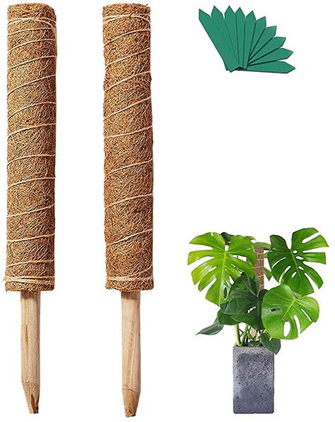 Moss Stick For Plants, Diy Totem Pole, Outrageous Pumpkins, Monstera Plant Support, Climbing Plants Indoor, Inside House Plants, Climbing Indoor, Plant Care Houseplant, Garden Posts