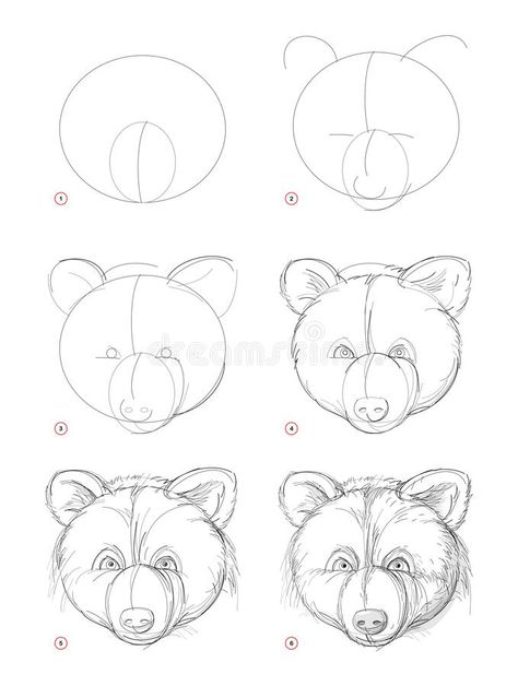 Bear Face Drawing, Face Drawing Tutorial, Step By Step Sketches, Bear Sketch, Drawing Tutorial Face, Animal Drawings Sketches, Bear Drawing, Bear Head, Bear Face