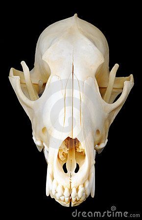 Dog Skull Reference, Wolf Skull Front View, Rat Head, Fox Anatomy, Coyote Skull, Dog Skull, Wolf Skull, Head Hunter, Library Inspiration