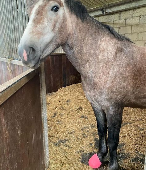 Rose Grey Horse, Gray Horses, Dapple Grey Horses, Sculpting Ideas, Dream Stables, Horse Coats, Grey Horse, Horse Stables, Cute Horses