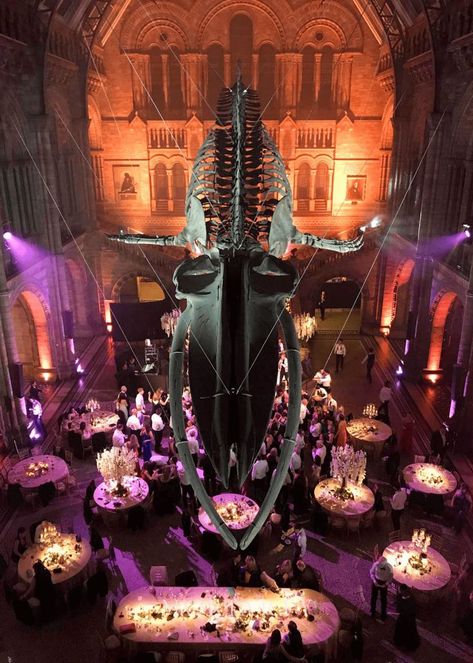 Wedding  at the Natural History Museum Natural History Museum Wedding, English Country Weddings, History Events, Night At The Museum, Space Museum, Natural History Museum, Museum Wedding, Event Inspiration, Creative Lighting