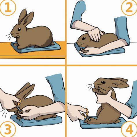 Rabbit Grooming: Brushing, Nail Clipping, and Ear Cleaning Bunny Manicure, Bunny Care Tips, Pet Rabbit Care, Bunny Room, Pet Bunny Rabbits, Raising Rabbits, Indoor Rabbit, Bunny Care, Bunny Cages