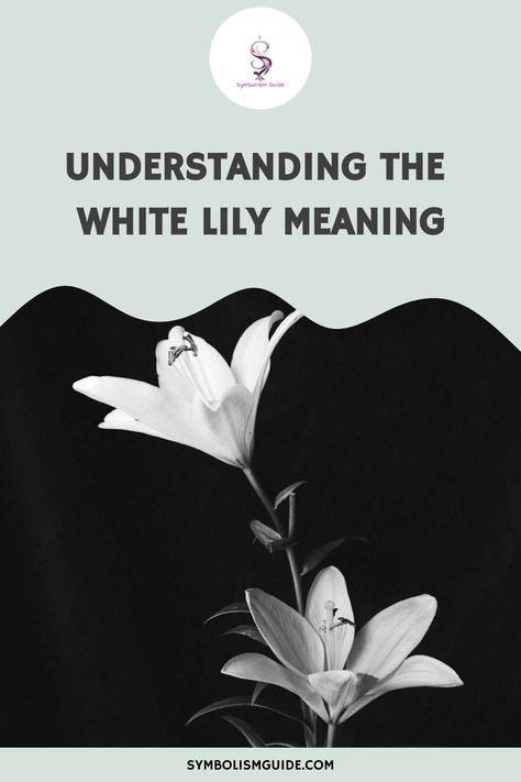 White lilies hold significant symbolism and are cherished for their meanings. They symbolize peace, calm, and femininity, often presented as garlands to Lily Symbolism, Lily Meaning, Red Lily, Post Animal, Easter Lily, Religious Ceremony, White Lily, Jesus Resurrection, White Lilies