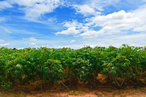 Cassava plant field. royalty free stock photo Organic Agriculture, Cassava Roots, Cassava Farming, Agriculture Philippines, Jadam Organic Farming, Bubble Tea, Free Stock Photos, Royalty, Royalty Free