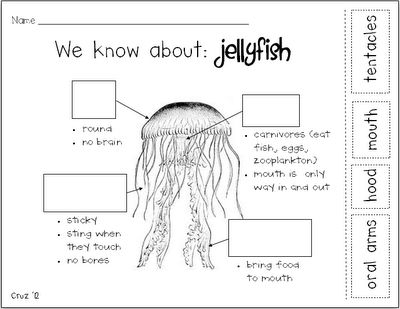 my crazy life in kindergarten: Jellyfish-ing Jellyfish Activities Preschool, Jellyfish Facts For Kids, Jellyfish Activities, Montessori Timeline, Fish Diagram, Kyoto Aquarium, Kindergarten Classroom Ideas, Zoo Education, Jellyfish Facts