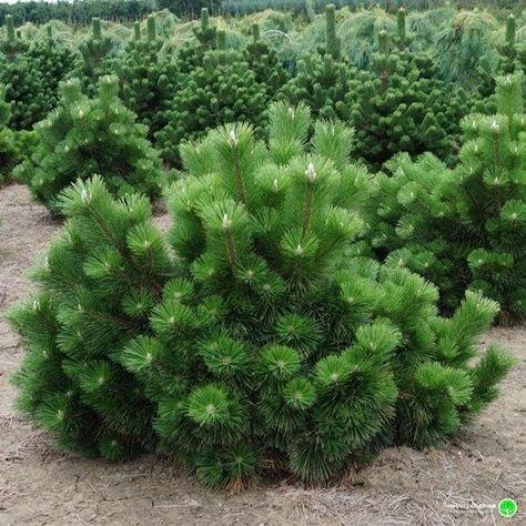 Pinus thunbergii 'Thunderhead' Pinus Thunbergii, Bushes And Shrubs, Green Garden, Outdoor Ideas, Driveway, Horticulture, Planting Flowers, Garden Design, Landscaping