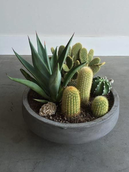 Mini Cactus Garden, Small Cactus Plants, Kaktus Dan Sukulen, Cactus Arrangement, Tanaman Indoor, نباتات منزلية, Succulent Garden Design, Indoor Cactus, Great Basin