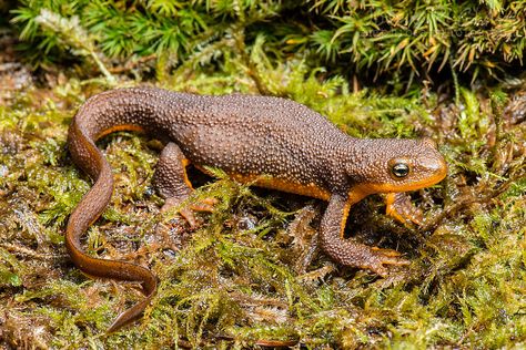 North American Beaver, Project Tiger, Leaf Animals, Animal Supplies, Salamanders, Natural Pond, Animal Funny, Rough Skin, Reptiles And Amphibians