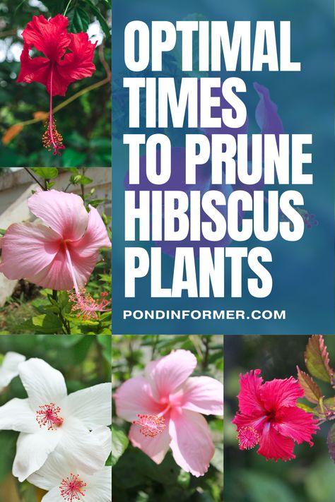 Pruning hibiscus plants in early spring ensures vigorous growth and stunning blooms! Discover the best time and methods for pruning to keep your hibiscus healthy and thriving. Learn how to prune your hibiscus plants like a pro for beautiful results.  #HibiscusPruning #GardeningTips #Pruning #GardenMaintenance #Gardening #FlowerCareGuide #PlantCareGuide #OptimalPruning #Hibiscus #HibiscusPlants #PruneHibiscus #Flower #PruningCare #Prune #PondInformer #FlowerCare Pruning Hibiscus Plants, Growing Hibiscus, Hibiscus Tree, Pond Aerator, Pond Filters, Hibiscus Plant, Floating Plants, Perennial Shrubs, Garden Maintenance