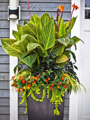 No patio is complete without a container full of gorgeous flowers! Full Sun Container Plants, Summer Planter, Container Gardening Flowers, Permaculture Design, Patio Plants, Have Inspiration, Garden Containers, Container Flowers, Flowers Garden