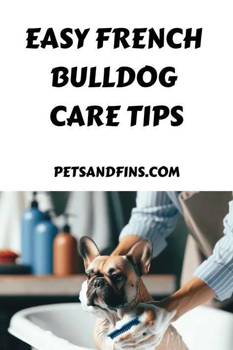 Easy French Bulldog Care Tips How To Care For A French Bulldog, French Bulldog Puppy Care, French Bulldog Care Tips, French Bulldog Information, Baby Frenchie, Puppy Schedule, Merle French Bulldog, Bulldog Training, French Bulldog Names