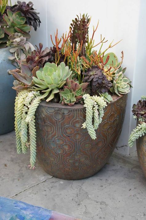 Succulent arrangement from Simply Succulents Succulent Containers, Succulent Landscape Design, Succulent Ideas, Succulent Garden Design, Succulent Landscaping, Succulent Garden Diy, Succulent Gardens, Succulents Decor, Succulent Gardening