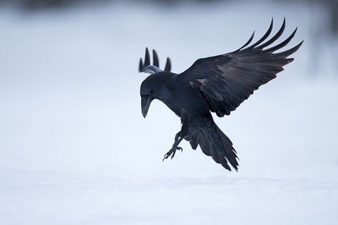 f54c20b3f78c21cf9a10af38e123218c (1200×800) Raven Landing, Raven Photography, Raven Flying, Raven Pictures, Rabe Tattoo, Crow Flying, Knee Tattoos, Feathered Wings, Raven Wings