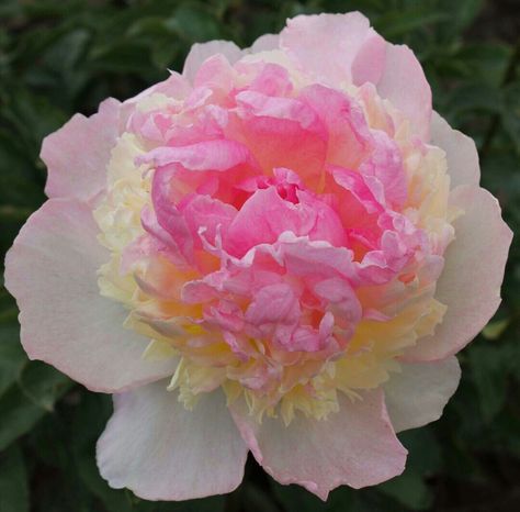 Peony, "Raspberry Sundae" Flower Backyard, Borders Flowers, Beautiful Garden Ideas, Plants Vines, Garden Renovation, Flower Growing, Stop And Smell The Flowers, Flowers Pretty, Peonies Garden