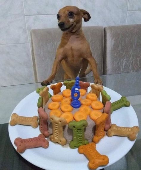 Happy Birthday Max 🎂🎁❤️ Dog Birthday Party, Funny Dog Memes, Baby Pigs, Funny Animal Memes, Dog Birthday, Love Pet, Animal Memes, Cute Funny Animals, Pet Dog