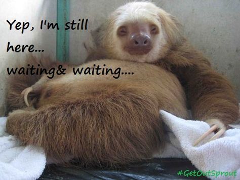 Pregnancy Overdue Funnies Still Pregnant Signs Overdue Pregnancy, Baby Quotes Pregnancy, Pregnancy Jokes, Pregnant Cat, Sloth Art, Waiting For Baby, Pregnancy Signs, Baby L, Baby Sloth