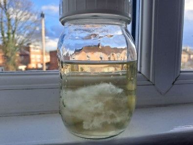 How To Make Karo Liquid Culture. | Guide, Recipe. Mycelium Mushroom, Liquid Culture, Mushroom Culture, Sustainable Homestead, Recycled Jars, Best Pressure Cooker, Moonshine Recipes, Homestead Ideas, Lions Mane