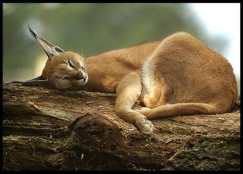 ~~ Baby Caracal Lynx ~~ Baby Caracal, Caracal Cat, Small Wild Cats, Exotic Cats, Mountain Lion, Domestic Cat, Lynx, Animal Photo, Big Cats