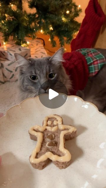 Gingerbread Cat, Pets Christmas, Cat Recipes, December 21, Christmas Cats, Gingerbread Cookies, Cats Of Instagram, Gingerbread, Cat Lovers