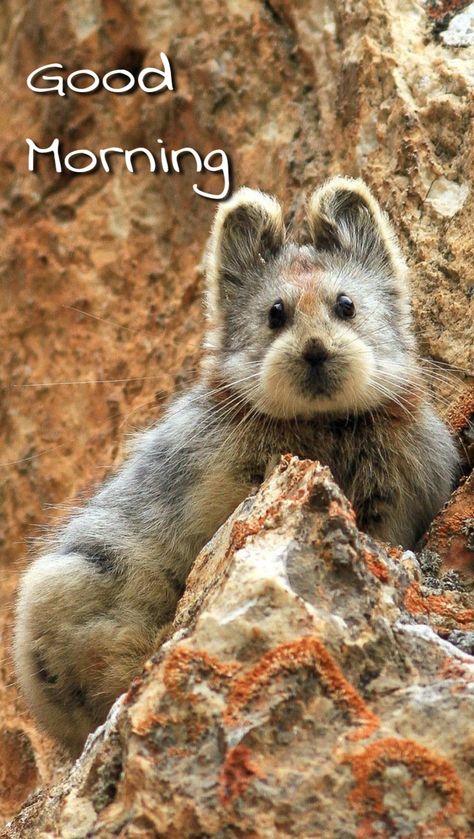 Tian Shan, Bear Face, Extinct Animals, Rare Animals, Pet Rats, Endangered Animals, Weird Animals, Endangered Species, Exotic Pets