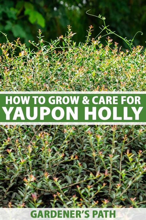 Yaupon hollies should be more popular than they are. You can make caffeinated tea from the leaves, grow them in a massive range of environments, and they need little maintenance. Learn how to plant and raise these pretty, versatile, and hardy shrubs now on Gardener's Path #yauponholly #gardening #gardenerspath