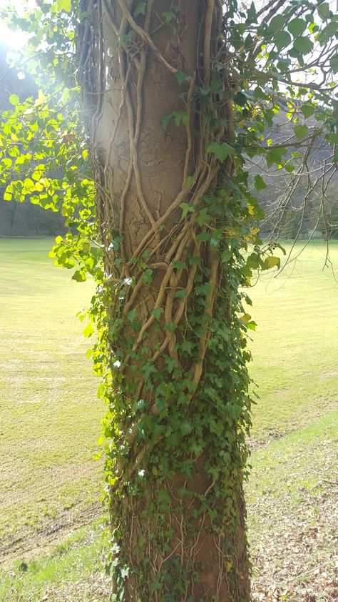 I love how the vines wrap around this tree Vines Wrapped Around, Vines On Trees, Vines Reference, Vine Tree, Tree With Vines Drawing, Tree Vines, Person Wrapped In Vines, Vine Aesthetic, Vines Nature