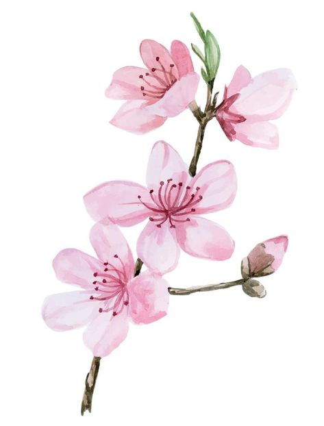 stock illustration watercolor drawing pink sakura color. Image of blooming sakura isolated on a white background. Drawing White Background, Sakura Drawing, Art Ideas Drawing, Pink Christmas Background, Blue Christmas Background, Christmas Tree Collection, Buffalo Plaid Christmas Tree, Pink Sakura, Watercolor Christmas Tree