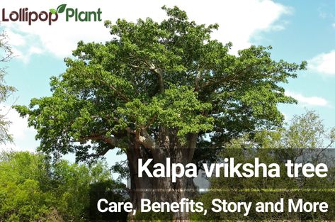 Kalpavriksha tree – Care, Benefits, Story and More Kalpavruksh Tree, Kalpavriksha Tree, Miracle Tree, Liquid Fertilizer, Tree Care, All About Plants, A Miracle, Small Plants, New Leaf