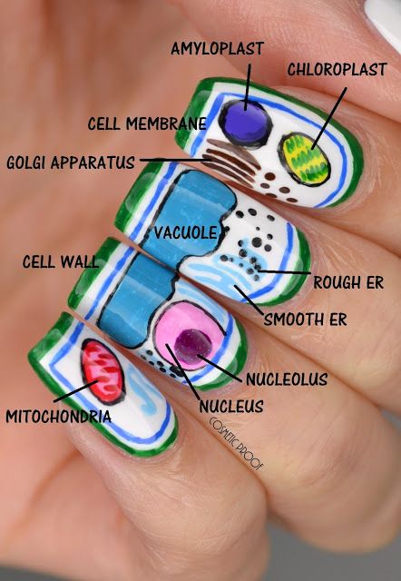 Plant Cell Molecular Nerdy Nail Art Science Nails, Border Nails, Teacher Nails, Tbr Pile, Back To School Nails, Plant Cell, School Nails, Diy Nail Designs, Yellow Nails