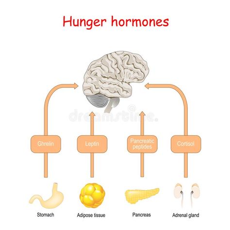 Hunger Hormones, Adrenal Glands, Adipose Tissue, Medical Knowledge, Human Brain, Free Vector Graphics, Vector Graphics, Stock Illustration, Brain