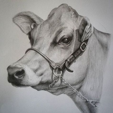 Cow Drawing Pencil, Cow Sketch, Cow Drawing, Pencil Drawings Of Animals, Pencil Drawing Tutorials, Realistic Pencil Drawings, Pencil Sketch Images, Cow Face, Farm Art