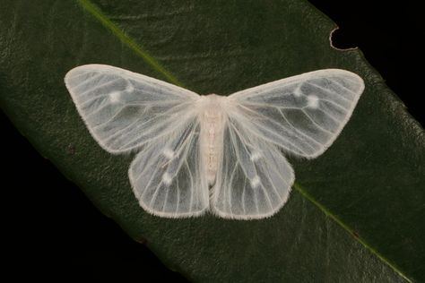 Lymantriine Moth (Arctornis (Caviria) crocoptera, Lymantri… | Flickr Faith Seed, Rosy Maple Moth, Living In China, Moths And Butterflies, Vulture Culture, Animal Spirit, Beautiful Bugs, Holly Black, A Bug