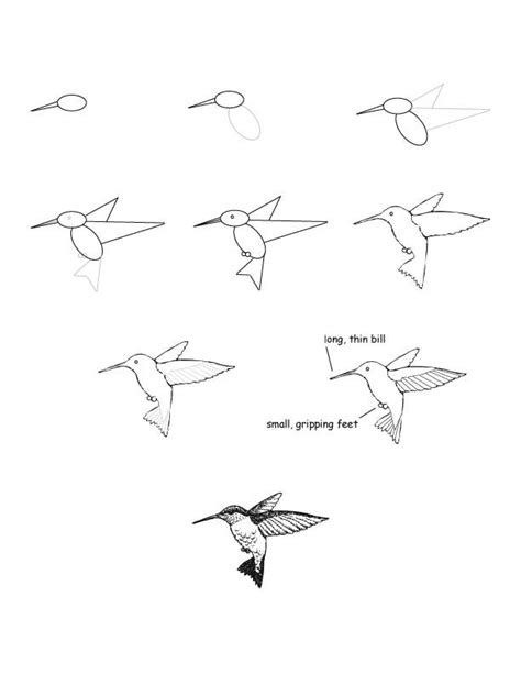 How To Draw Love Birds With Pencil ~ Drawing Tutorial Easy Hummingbird Drawing, Hummingbird Art, Nature Drawing, Poses References, Sketches Easy, Bird Drawings, Bird Illustration, Drawing Lessons, Realistic Drawings