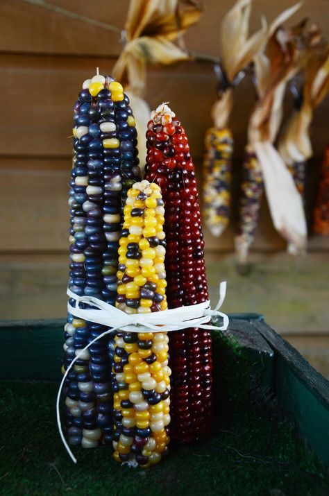 Indian Corn Decorations, Corn Ideas, Colorful Corn, Corn Decorations, Vegetable Photography, Cob Cottage, Glass Gem Corn, Corn Husk Crafts, Indian Corn