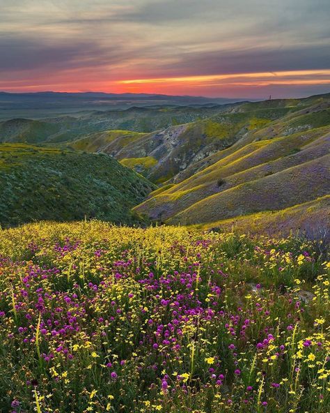 Great Plains Landscape, The Great Plains, Great Plains Aesthetic, Plains Aesthetic, Fantasy Plains, Dragon Sona, Acotar Courts, Grassy Plains, Plains Landscape