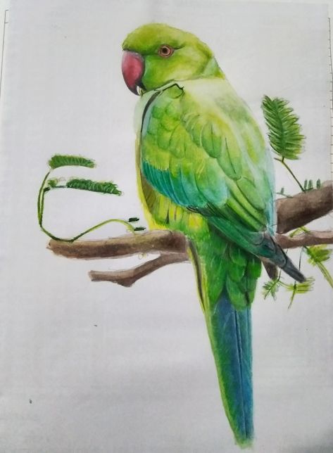 Parrot Colour Pencil Drawing, Green Parrot Drawing, Parrot Drawing Pencil, Parrot Art Painting, Bird Pencil Drawing, Arte Hippy, Parrot Drawing, Love Birds Painting, Butterfly Art Drawing