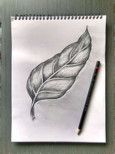 Leaves Pencil Shading, Shaded Leaves Drawing, Leaves Shading Pencil, Charcoal Pencil Drawings Easy, Leaf Shading Pencil, Charcoal Pencil Art Easy, Shading Drawings Easy, Leaves Sketch Pencil, Shading Drawing Easy