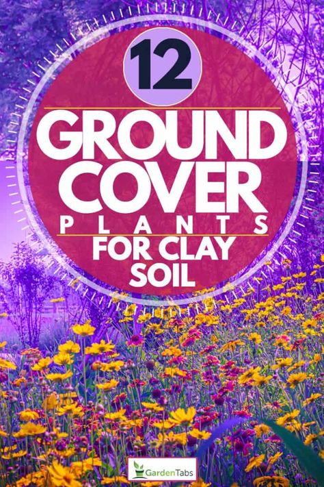 and poor soil is what makes them a Ground Cover For Clay Soil, Clay Soil Gardening, Phlox Ground Cover, Ground Cover Plants Shade, Plants For Clay Soil, Clay Soil Plants, Low Growing Ground Cover, Best Grass Seed, Yarrow Plant