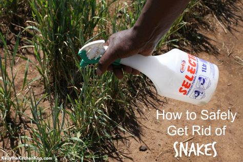 Natural Snake Repellent (Any other snake freaks out there? You will not believe this story!) How To Repel Snakes, Natural Snake Repellent Homemade, How To Get Rid Of Snakes Around House, Snake Repellant Homemade, Natural Snake Repellent, Snake Repellant, Snake Repellent, Diy Pest Control, Best Chicken Coop