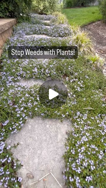 Amy Powers on Instagram: "You know what is the best way to prevent weeds? A dense planting strategy with herbaceous perennials! With a dense planting strategy you take away all of the resources from the weeds. Look at this Vining ground cover called Veronica Waterperry Blue. It attracts beneficial insects like the painted lady butterfly in the video, and it crowds out any space for any weeds to grow. The first walking path in this video contains well established four year old plants.

Plants also stabilize your soil, especially on a slope, plants help feed the Microbiome in the soil, they also soak up water during heavy rains, they filter particles and pollutants out of the water, they also clean the air and are beautiful to look at!

It is best if you could find a native ground cover in y Veronica Waterperry Blue, Colorado Gardens, Dense Planting, Native Ground Cover, Side Courtyard, The Painted Lady, Grass Alternative, Painted Lady Butterfly, Serenity Garden