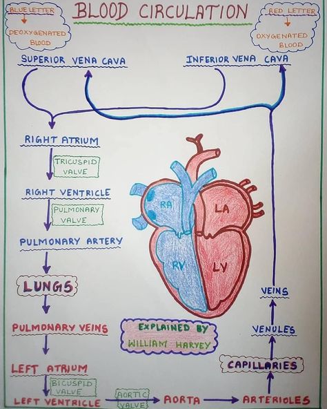 Inside Human Body/Medical on Instagram: “Blood Circulation 💉💉 Share it with your friends and do leave a like..... . Follow:-@insideyourbody_ Follow:-@insideyourbody_ For more…” Blood Circulation Diagram, Human Body Diagram, Inside Human Body, Cardiac Sonography, Heart Circulation, Biology Diagrams, Human Body Projects, Medical School Life, School Study Ideas