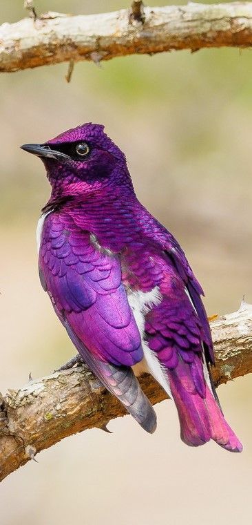 Violet Starling, Violet Backed Starling, Starling Bird, Birds Pictures, Purple Bird, Wild Animals Pictures, Most Beautiful Birds, Rare Birds, Beautiful Bird