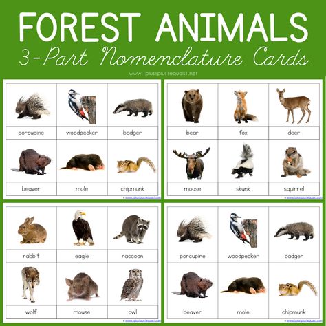 Forest Animals Montessori Printables – FREE 3 Part Cards - 1+1+1=1FacebookInstagramPinterestTwitterYouTube Free Montessori Printables, Montessori Printables Free, Brown Bear Printables, Pond Life Theme, Pond Animals, Print Awareness, Montessori Printables, Africa Animals, Pets 3