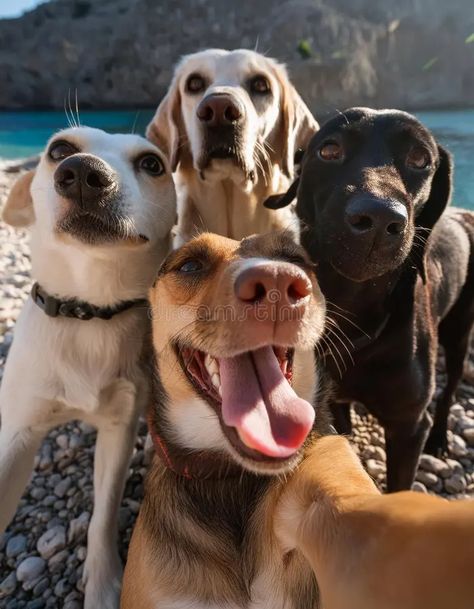 4 Dogs Together, Dogs With Owners, Animal Group Photo, Group Dog Photos, Group Of Dogs Aesthetic, Multiple Dog Photoshoot, Dogs Taking Selfies, Multiple Dogs, Group Of Dogs