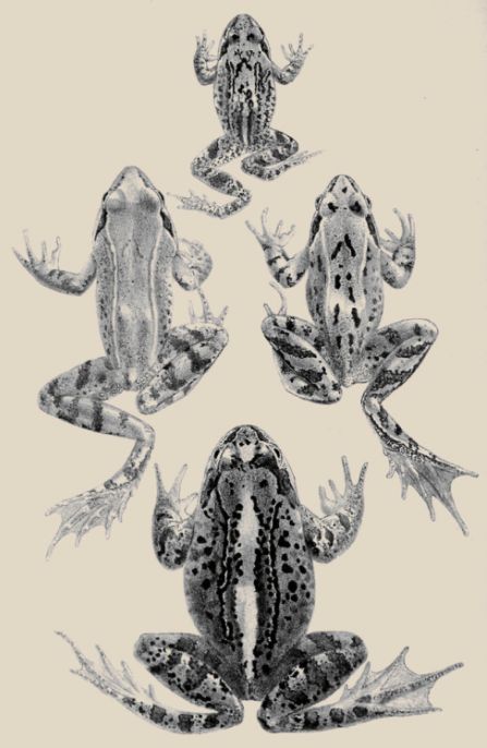 Vintage Tattoo Art, Wonderland Tattoo, Frog Illustration, Frog Tattoos, Spooky Tattoos, Tattoo Portfolio, Frog Art, Dainty Tattoos, Vintage Tattoo